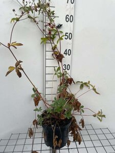 Potentilla nep. 'Miss Willmott' geen maat specificatie cont. 3,0L - afbeelding 2