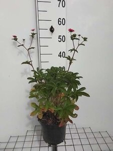 Potentilla nep. 'Miss Willmott' geen maat specificatie cont. 3,0L - afbeelding 1