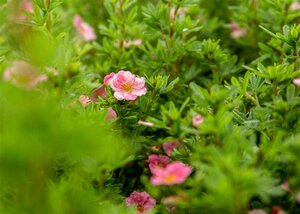 Potentilla nep. 'Miss Willmott' geen maat specificatie 0,55L/P9cm - afbeelding 1