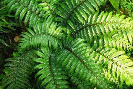 Polystichum polyblepharum geen maat specificatie 0,55L/P9cm - afbeelding 1