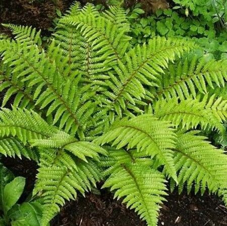 Polystichum polyblepharum geen maat specificatie 0,55L/P9cm - afbeelding 3