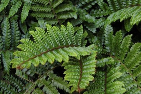 Polystichum polyblepharum geen maat specificatie 0,55L/P9cm - afbeelding 2