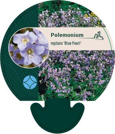 Polemonium r. 'Blue Pearl' geen maat specificatie 0,55L/P9cm