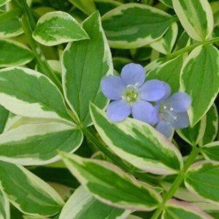 Polemonium r. 'Stairway to Heaven' geen maat specificatie 0,55L/P9cm