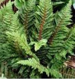 Polystichum set. 'Congestum' geen maat specificatie 0,55L/P9cm
