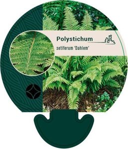 Polystichum set. 'Dahlem' geen maat specificatie 0,55L/P9cm - afbeelding 3