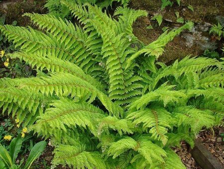 Polystichum set. 'Dahlem' geen maat specificatie 0,55L/P9cm - afbeelding 1