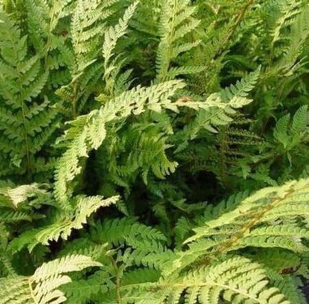 Polystichum set. 'Dahlem' geen maat specificatie 0,55L/P9cm - afbeelding 2