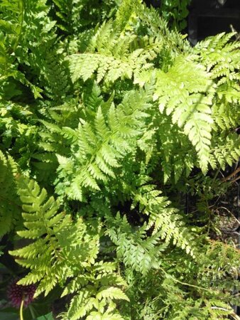 Polystichum setiferum geen maat specificatie 0,55L/P9cm - afbeelding 1