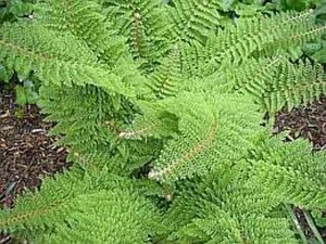 Polystichum setiferum geen maat specificatie 0,55L/P9cm - afbeelding 2