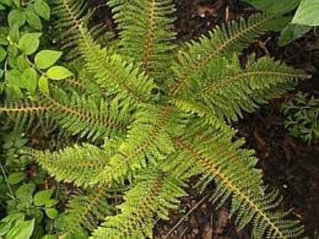 Polystichum setiferum geen maat specificatie 0,55L/P9cm - afbeelding 3