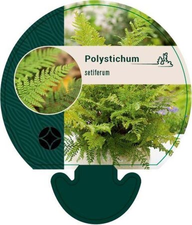 Polystichum setiferum geen maat specificatie 0,55L/P9cm - afbeelding 7