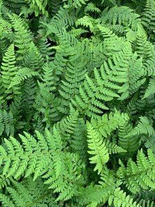 Polystichum setiferum geen maat specificatie 0,55L/P9cm - afbeelding 5