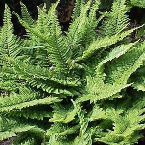 Polystichum setiferum geen maat specificatie 0,55L/P9cm - afbeelding 6