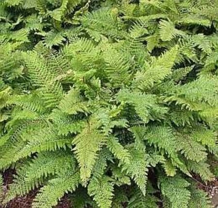 Polystichum setiferum geen maat specificatie 0,55L/P9cm - afbeelding 4