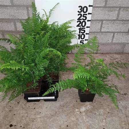 Polystichum set. 'Herrenhausen' geen maat specificatie 0,55L/P9cm - afbeelding 2