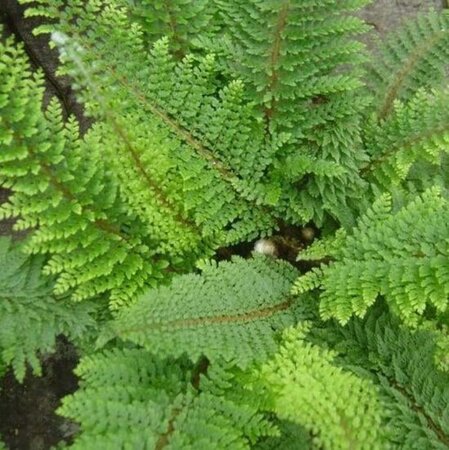 Polystichum set. 'Herrenhausen' geen maat specificatie 0,55L/P9cm - afbeelding 4