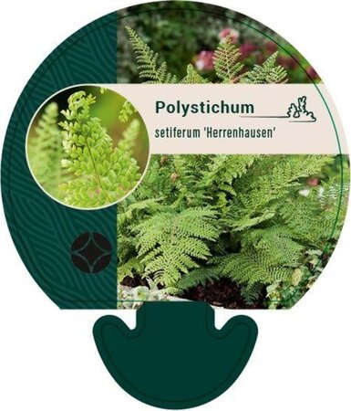 Polystichum set. 'Herrenhausen' geen maat specificatie 0,55L/P9cm - afbeelding 3