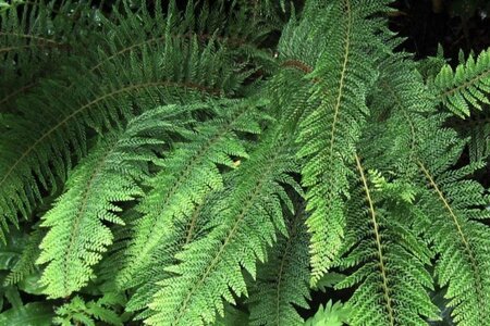 Polystichum set. 'Herrenhausen' geen maat specificatie 0,55L/P9cm - afbeelding 1