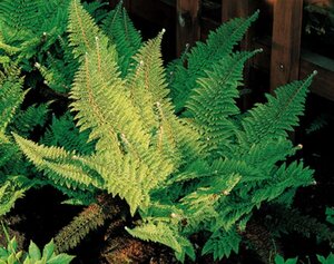 Polystichum set. 'Plumoso-densum' geen maat specificatie 0,55L/P9cm