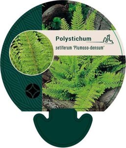 Polystichum set. 'Plumoso-densum' geen maat specificatie 0,55L/P9cm - afbeelding 2