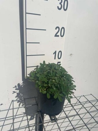 Potentilla tridentata 'Nuuk' geen maat specificatie cont. 1,3L - afbeelding 1