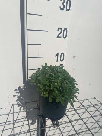 Potentilla tridentata 'Nuuk' geen maat specificatie cont. 1,3L - afbeelding 2