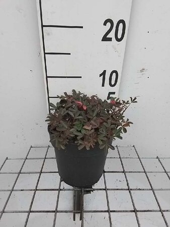 Potentilla tridentata 'Nuuk' geen maat specificatie cont. 1,3L - afbeelding 3