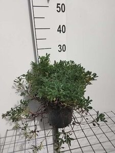 Potentilla tridentata 'Nuuk' geen maat specificatie cont. 3,0L - afbeelding 3