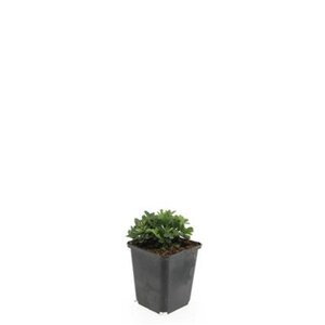 Potentilla tridentata 'Nuuk' geen maat specificatie 0,55L/P9cm - afbeelding 3