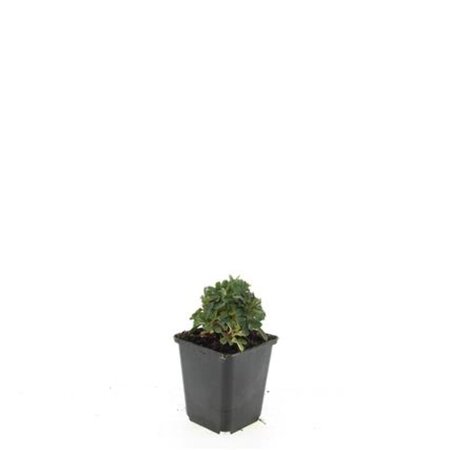 Potentilla tridentata 'Nuuk' geen maat specificatie 0,55L/P9cm - afbeelding 4