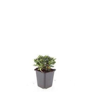 Potentilla tridentata 'Nuuk' geen maat specificatie 0,55L/P9cm - afbeelding 5