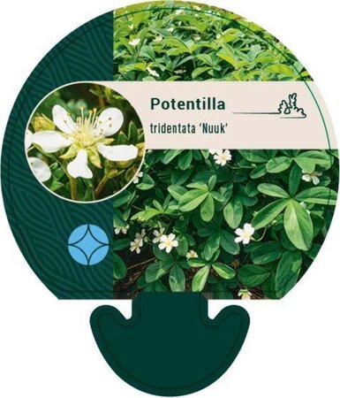 Potentilla tridentata 'Nuuk' geen maat specificatie 0,55L/P9cm - afbeelding 2