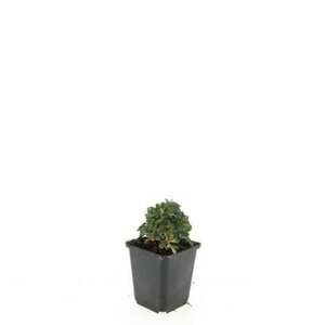 Potentilla tridentata 'Nuuk' geen maat specificatie 0,55L/P9cm - afbeelding 1