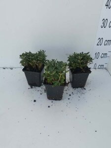 Potentilla tridentata 'Nuuk' geen maat specificatie 0,55L/P9cm - afbeelding 8