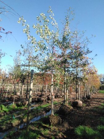 Populus tremula 20-25 Hoogstam draadkluit 3 X verplant