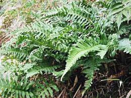 Polypodium vulgare geen maat specificatie 0,55L/P9cm - afbeelding 1