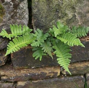 Polypodium vulgare geen maat specificatie 0,55L/P9cm - afbeelding 8