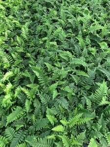 Polypodium vulgare geen maat specificatie 0,55L/P9cm - afbeelding 5