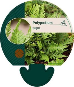 Polypodium vulgare geen maat specificatie 0,55L/P9cm - afbeelding 7