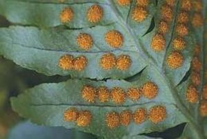 Polypodium vulgare geen maat specificatie 0,55L/P9cm - image 3