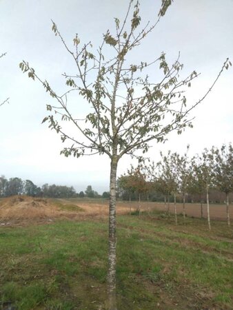 Prunus a. 'Big. Blanc et Rose' 35-40 Hoogstam draadkluit 4 X verplant