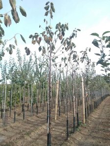 Prunus a. 'Bigarreau Burlat' 14-16 Hoogstam wortelgoed 2 X verplant - afbeelding 2