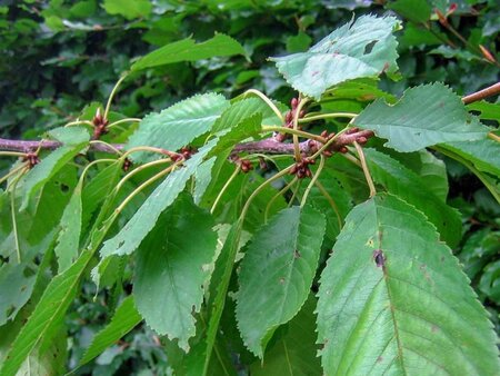 Prunus a. 'Bigarreau Napoléon' 8-10 Hoogstam wortelgoed - afbeelding 4