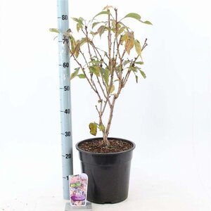 Prunus 'Accolade' 100-120 cm cont. 10L - afbeelding 2