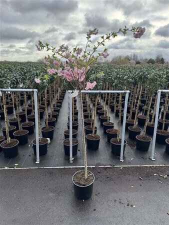 Prunus 'Accolade' 120 cm stam cont. 12L