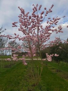 Prunus 'Accolade' 450-500 cm draadkluit meerstammig - afbeelding 1