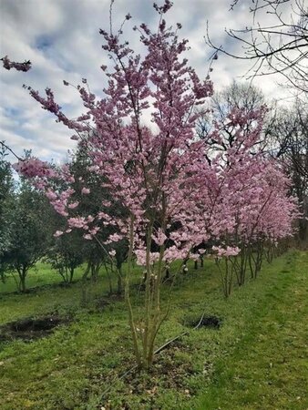 Prunus 'Accolade' 450-500 cm draadkluit meerstammig - afbeelding 2