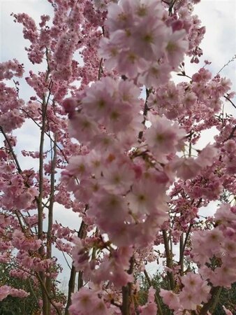 Prunus 'Accolade' 450-500 cm draadkluit meerstammig - afbeelding 3