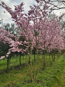 Prunus 'Accolade' 450-500 cm draadkluit meerstammig - afbeelding 4